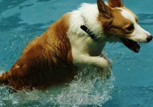 夏季常见的狗狗皮肤病都有哪些？