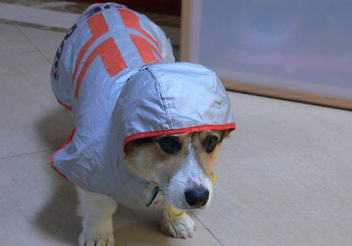 雨天带狗狗外出要注意什么