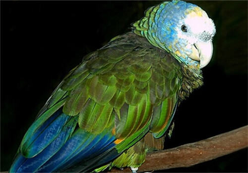 圣文生亚马逊鹦鹉的喂食要点