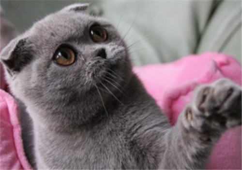 猫咪老年后最好吃专用粮