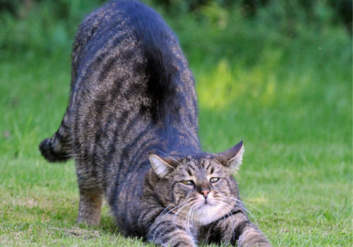 狸花猫和豹猫的区别