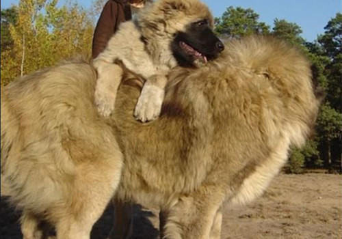 前苏联国宝——高加索犬