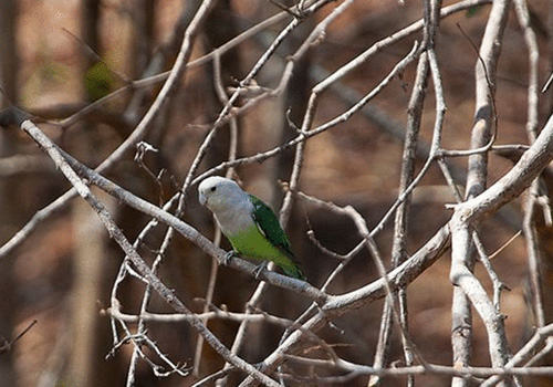 马达加斯加爱情鸟的生活环境如何