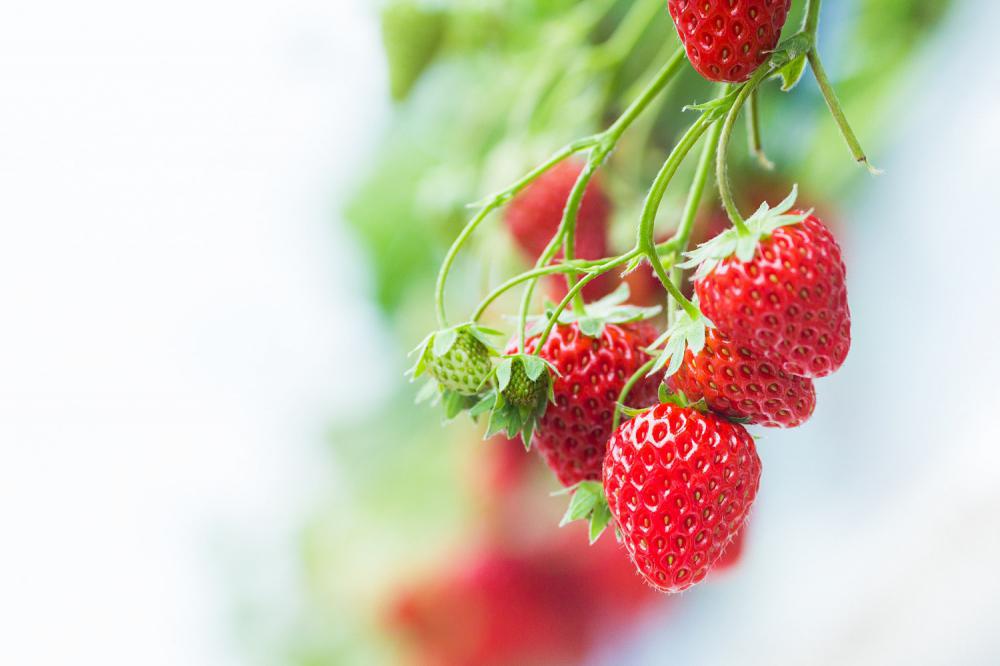 草莓的虫害防治