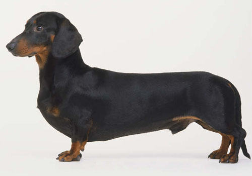 喂犬只能喂八分饱 喂犬只能喂八分饱