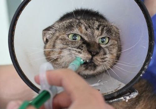 【医疗攻略】猫狗经口给药方法