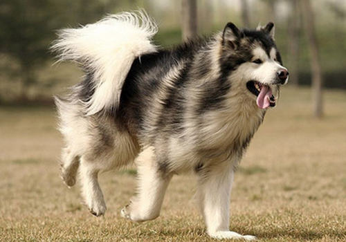 引起犬脓胸的原因有哪些