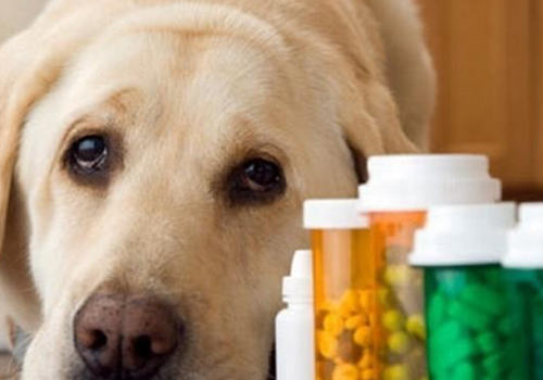 犬瘟热的后遗症有哪些