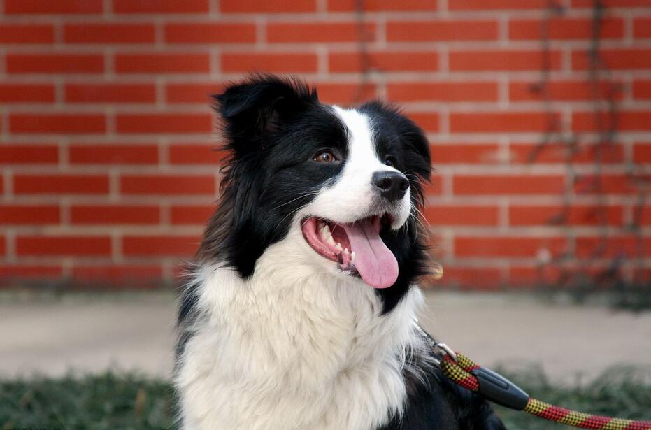 边境牧羊犬的步伐训练