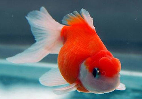 养鱼水为什么会变绿？