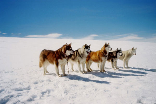 阿拉斯加雪橇犬和哈士奇的区别