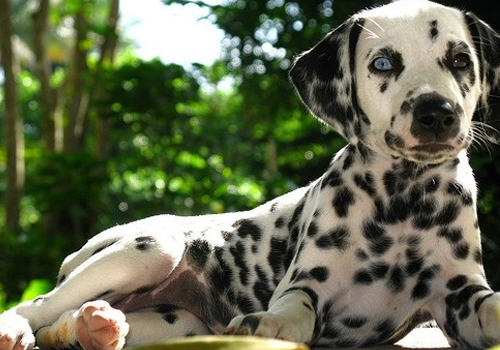 为狗狗美容其实很重要