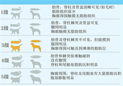 关于宠物的肥胖问题 关于宠物的肥胖问题