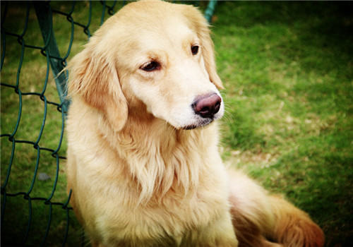 犬髋关节发育不良的症状表现