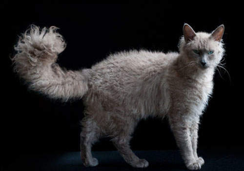 拉邦猫的品种简介 拉邦猫的品种简介