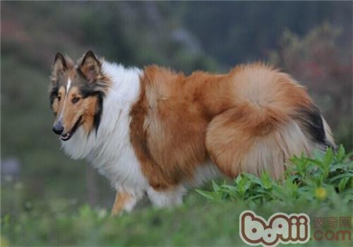 苏格兰牧羊犬性格