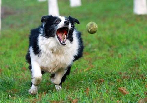 狗狗训练第一步：服从主人