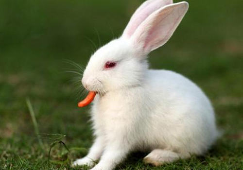 兔瘟免疫失败的原因有哪些