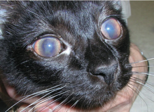猫传染性腹膜炎