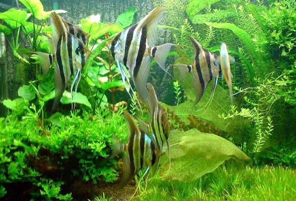 埃及观赏鱼的饲养要点