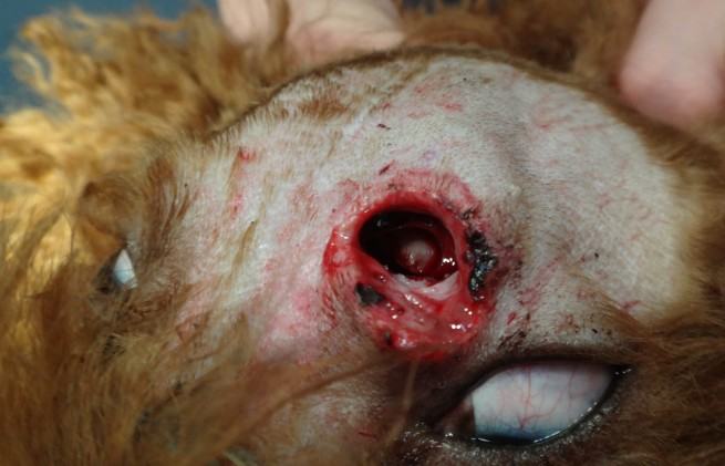 一例犬头部外伤的急救处理