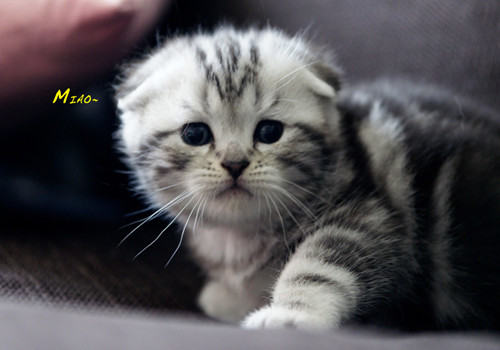 大热天猫咪为什么不像狗一样吐舌头 大热天猫咪为什么不像狗一样吐舌头