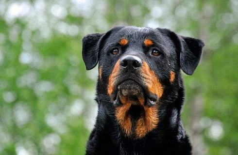这都是误会？罗威纳犬被你们误解了这么多年？
