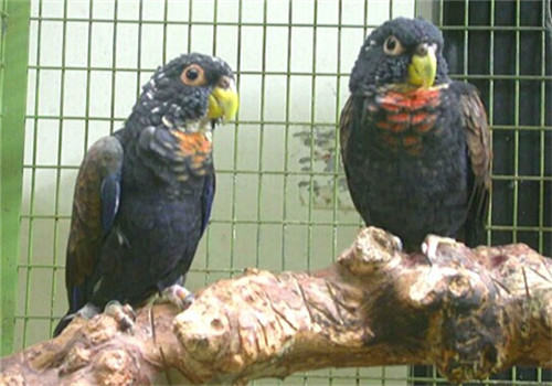 青铜翅鹦鹉的饲养知识