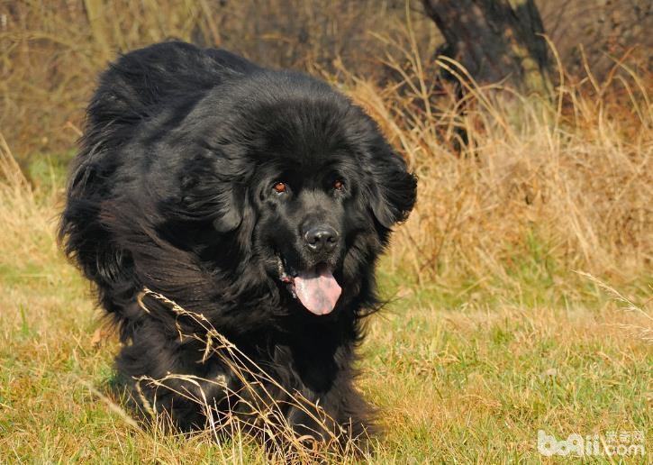 纽芬兰犬训练技巧,训练纽芬兰犬定点大小便的方法