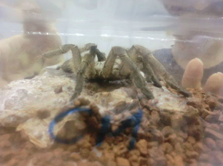 巴西巨人金直间的饲养环境