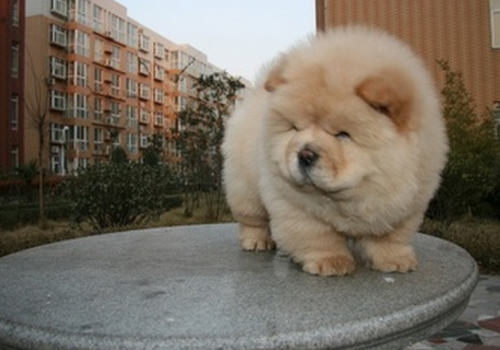 怎么养好松狮犬
