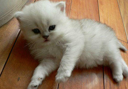 如何治疗猫甲状腺功能亢进