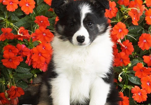 如何预防犬牙周炎