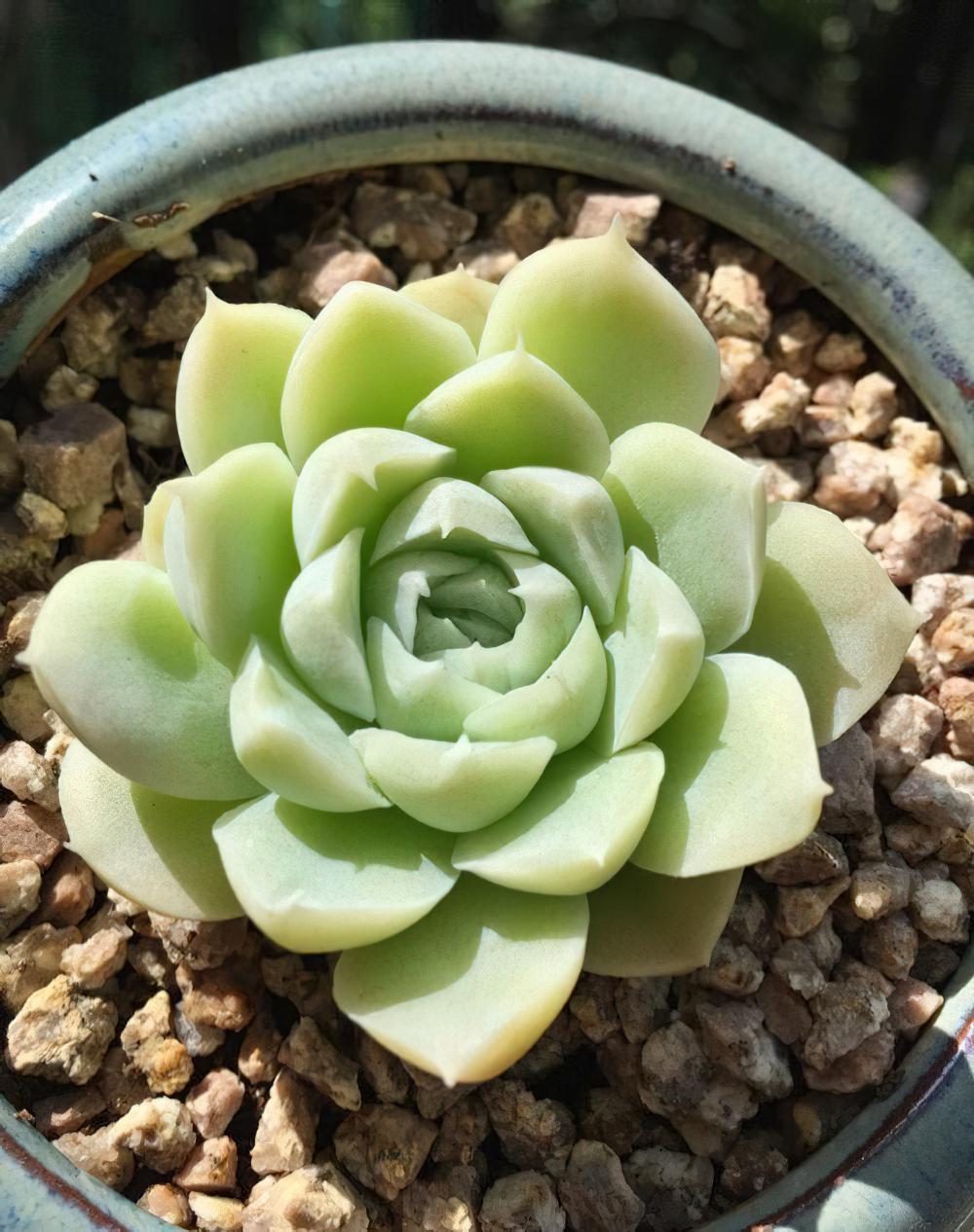 瘦死的骆驼比马强！季节的变化还是让肉肉们开始悄悄变美