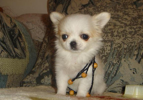 吉娃娃犬的喂食方法