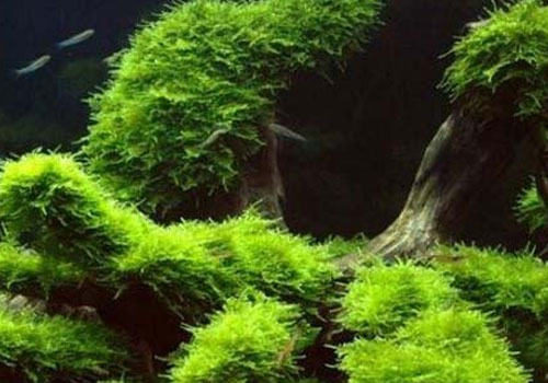 水族箱内水草摆放及配置的规则 水族箱内水草摆放及配置的规则