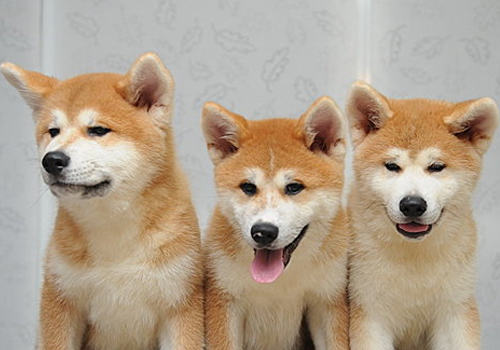 如何做好秋田幼犬的教育工作