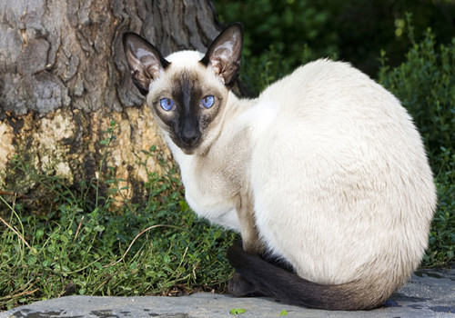 如何控制猫咪洗澡水温