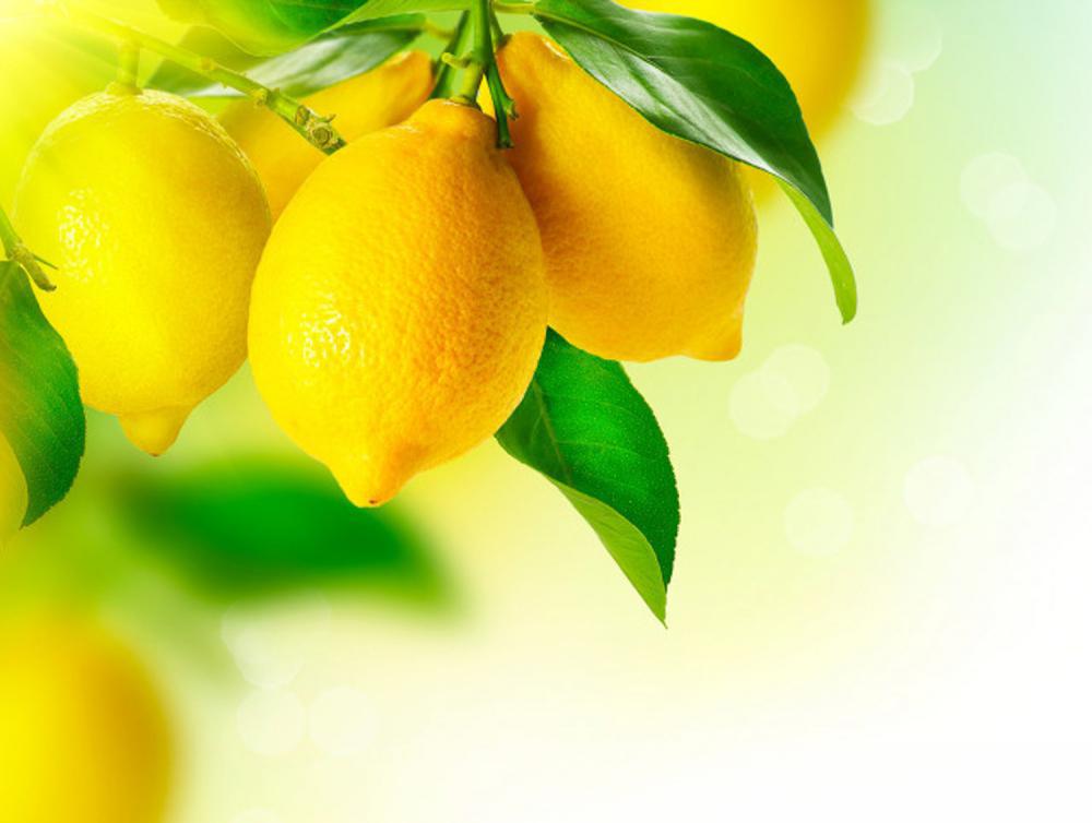 盆栽柠檬的养殖方法和注意事项