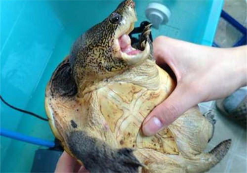 巨型麝香龟的护理知识