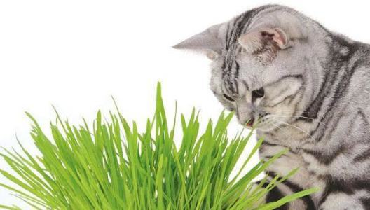 猫草是什么？猫草有什么作用？