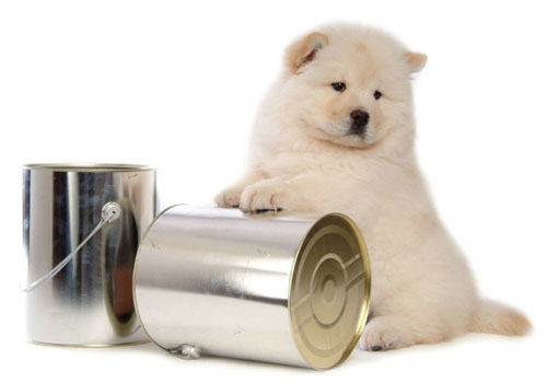 狗狗触电后要如何急救